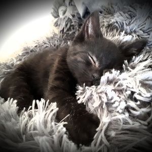 Meet your Posher, Heidi